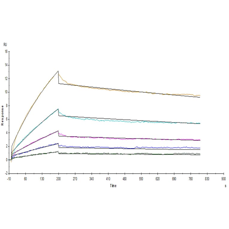 SPR Assay - Recombinant Human/Cynomolgus/Rhesus-macaque CD28 Protein (N-terminal His and Avi Tag) (A330292) - Antibodies.com