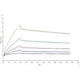 SPR Assay - Recombinant Human/Cynomolgus/Rhesus-macaque CD28 Protein (N-terminal His and Avi Tag) (A330292) - Antibodies.com