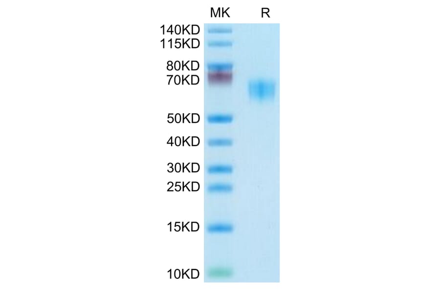 Tris-Bis PAGE - Recombinant Human/Cynomolgus/Rhesus-macaque CD28 Protein (N-terminal Mouse Fc Tag) (A330293) - Antibodies.com