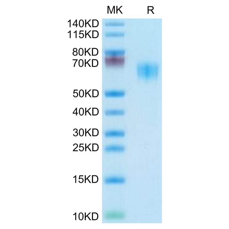 Tris-Bis PAGE - Recombinant Human/Cynomolgus/Rhesus-macaque CD28 Protein (N-terminal Mouse Fc Tag) (A330293) - Antibodies.com