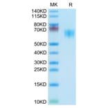 Tris-Bis PAGE - Recombinant Human/Cynomolgus/Rhesus-macaque CD28 Protein (N-terminal Mouse Fc Tag) (A330293) - Antibodies.com