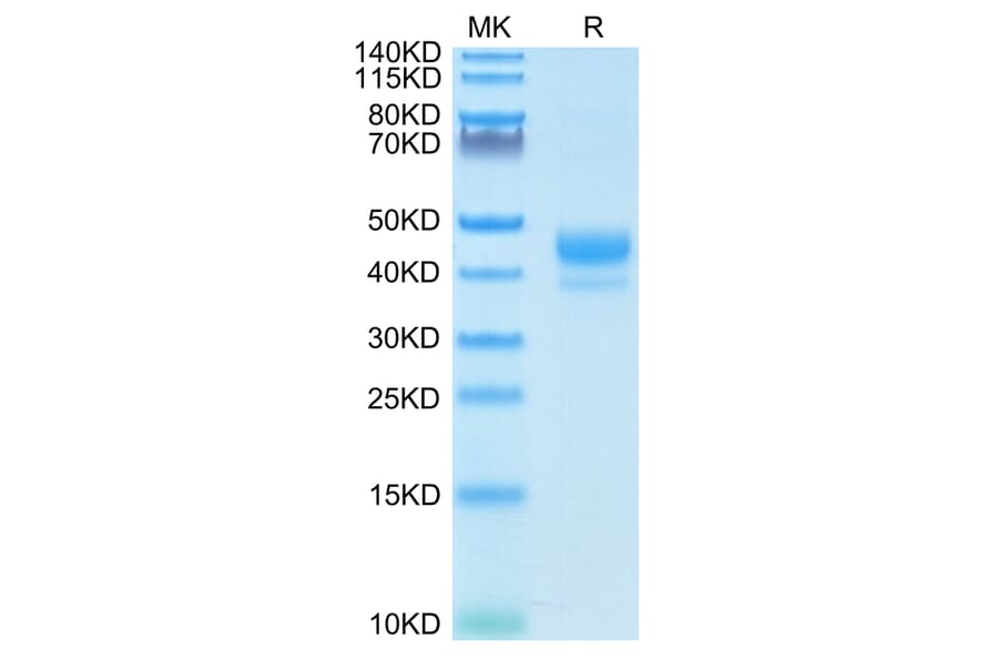 Tris-Bis PAGE - Recombinant Human CD3 Protein (Biotin) (C-terminal Human Fc and Avi Tag) (A330296) - Antibodies.com