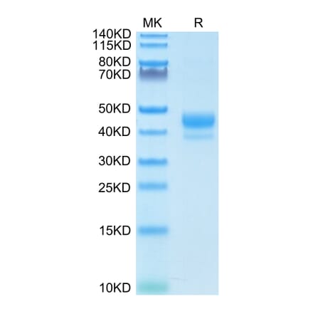 Tris-Bis PAGE - Recombinant Human CD3 Protein (Biotin) (C-terminal Human Fc and Avi Tag) (A330296) - Antibodies.com
