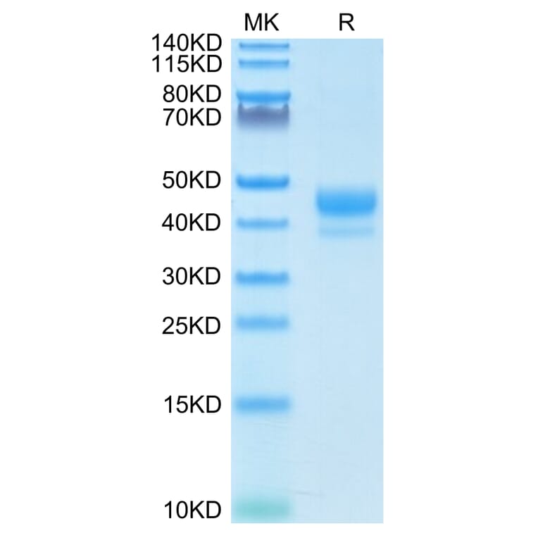 Tris-Bis PAGE - Recombinant Human CD3 Protein (Biotin) (C-terminal Human Fc and Avi Tag) (A330296) - Antibodies.com