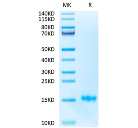 Tris-Bis PAGE - Recombinant Human CD3 Protein (Biotin) (C-terminal His Tag) (A330297) - Antibodies.com