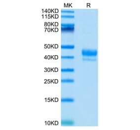 Tris-Bis PAGE - Recombinant Human CD3 Protein (C-terminal Human Fc and Avi Tag) (A330298) - Antibodies.com