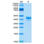 Tris-Bis PAGE - Recombinant Human CD3 Protein (C-terminal Human Fc and Avi Tag) (A330298) - Antibodies.com