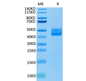 Tris-Bis PAGE - Recombinant Human CD3 Protein (C-terminal Human Fc Tag) (A330299) - Antibodies.com