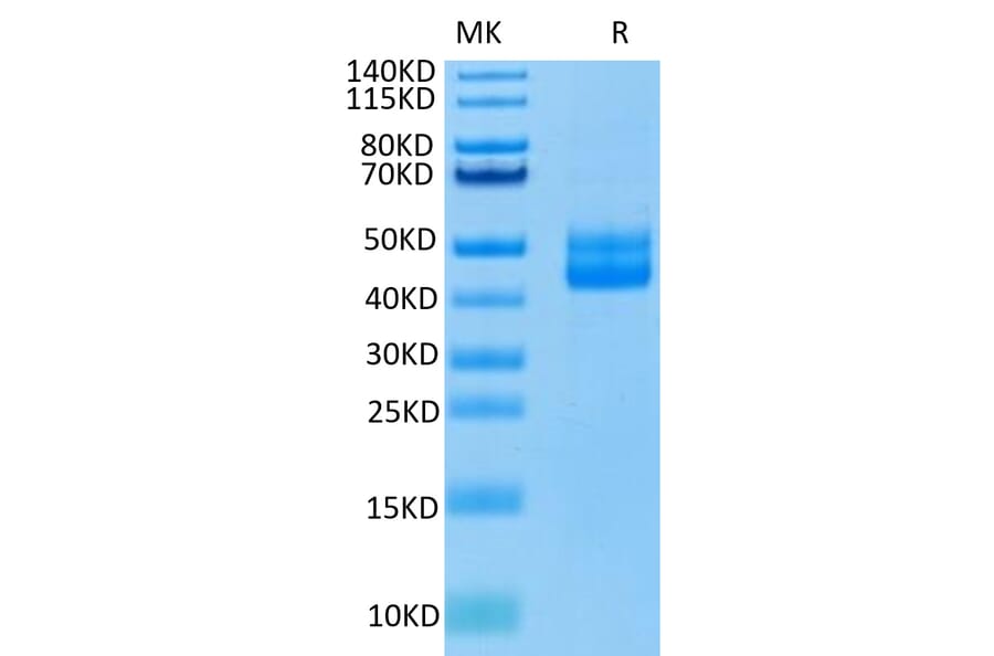 Tris-Bis PAGE - Recombinant Human CD3 Protein (C-terminal Human Fc Tag) (A330299) - Antibodies.com