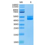Tris-Bis PAGE - Recombinant Human CD3 Protein (C-terminal Human Fc Tag) (A330299) - Antibodies.com