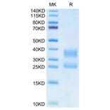 Tris-Bis PAGE - Recombinant Human CD3 + CD3d Protein (Biotin) (C-terminal His Tag) (A330300) - Antibodies.com