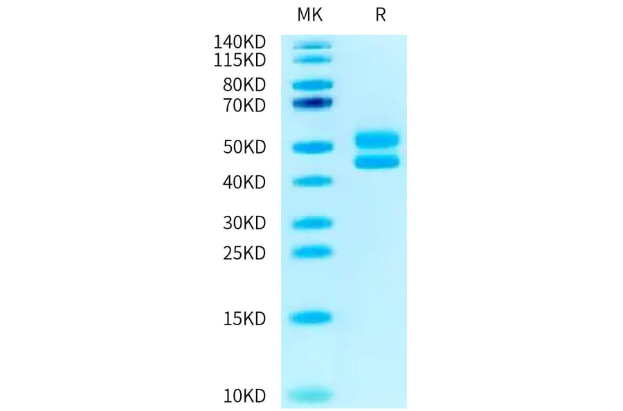 Tris-Bis PAGE - Recombinant Human CD3 + CD3d Protein (C-terminal Human Fc Tag) (A330301) - Antibodies.com