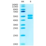 Tris-Bis PAGE - Recombinant Human CD3 + CD3d Protein (C-terminal Human Fc Tag) (A330301) - Antibodies.com
