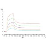 SPR Assay - Recombinant Human CD3 + CD3d Protein (C-terminal His Tag) (A330302) - Antibodies.com