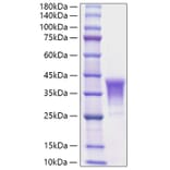 SDS-PAGE - Recombinant Human CD30-L Protein (N-terminal His Tag) (A330310) - Antibodies.com