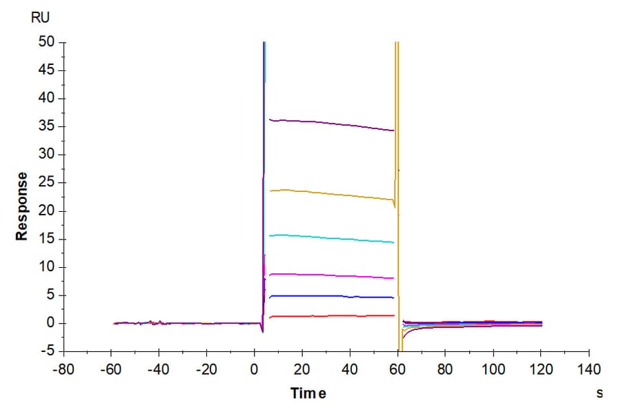 SPR Assay - Recombinant Human CD32 Protein (Biotin) (C-terminal His and Avi Tag) (A330314) - Antibodies.com