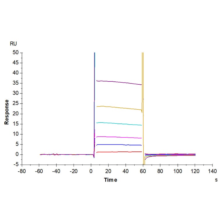 SPR Assay - Recombinant Human CD32 Protein (Biotin) (C-terminal His and Avi Tag) (A330314) - Antibodies.com