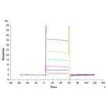 SPR Assay - Recombinant Human CD32 Protein (Biotin) (C-terminal His and Avi Tag) (A330314) - Antibodies.com