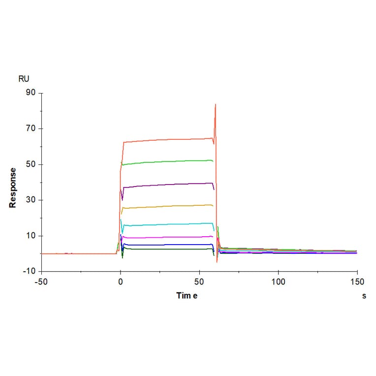 SPR Assay - Recombinant Human CD32 Protein (Biotin) (C-terminal His and Avi Tag) (A330314) - Antibodies.com