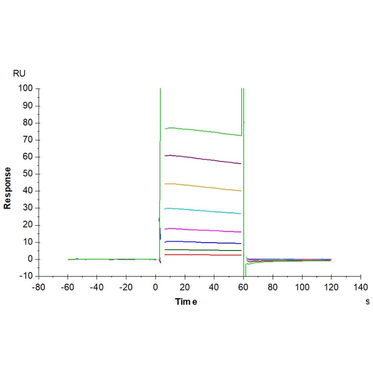 SPR Assay - Recombinant Human CD32 Protein (Biotin) (C-terminal His and Avi Tag) (A330315) - Antibodies.com