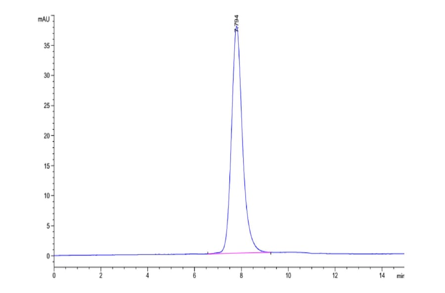 SEC-HPLC - Recombinant Human CD32 Protein (C-terminal His and Avi Tag) (A330316) - Antibodies.com