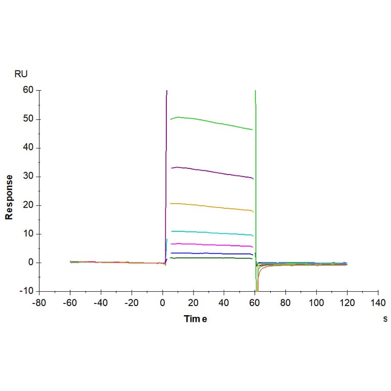 SPR Assay - Recombinant Human CD32 Protein (C-terminal His and Avi Tag) (A330316) - Antibodies.com