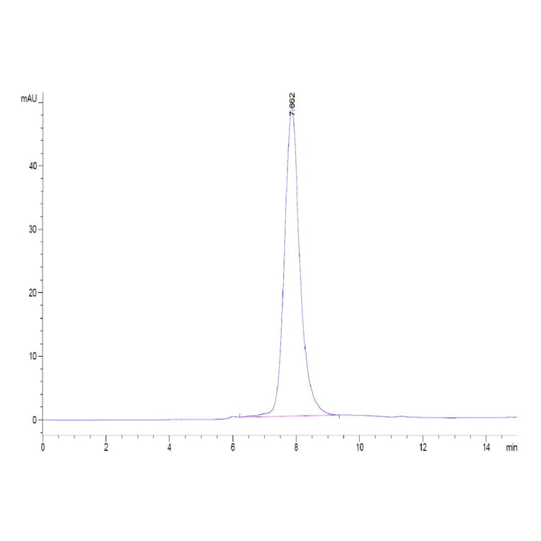 SEC-HPLC - Recombinant Human CD32 Protein (C-terminal His and Avi Tag) (A330317) - Antibodies.com