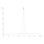 SEC-HPLC - Recombinant Human CD32 Protein (C-terminal His and Avi Tag) (A330317) - Antibodies.com