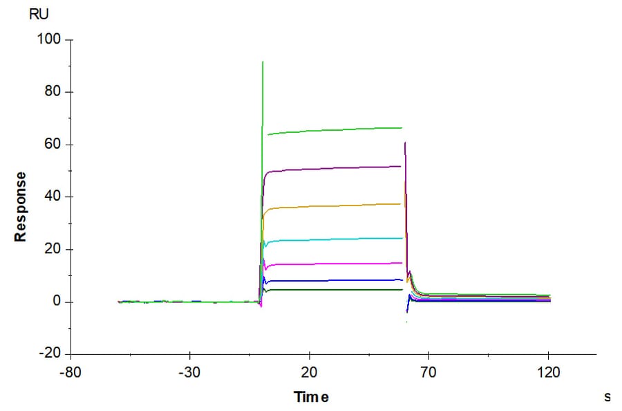 SPR Assay - Recombinant Human CD32 Protein (C-terminal His and Avi Tag) (A330317) - Antibodies.com