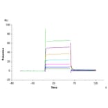 SPR Assay - Recombinant Human CD32 Protein (C-terminal His and Avi Tag) (A330317) - Antibodies.com