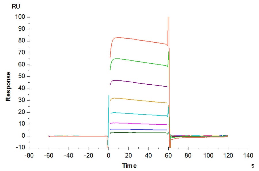 SPR Assay - Recombinant Human CD32 Protein (C-terminal His and Avi Tag) (A330317) - Antibodies.com