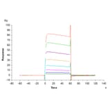 SPR Assay - Recombinant Human CD32 Protein (C-terminal His and Avi Tag) (A330317) - Antibodies.com