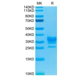Tris-Bis PAGE - Recombinant Human CD32 Protein (Biotin) (C-terminal His and Avi Tag) (A330319) - Antibodies.com