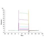 SPR Assay - Recombinant Human CD32 Protein (Biotin) (C-terminal His and Avi Tag) (A330319) - Antibodies.com
