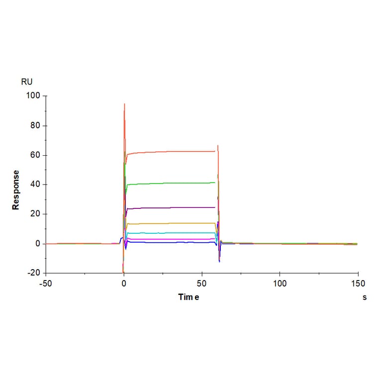 SPR Assay - Recombinant Human CD32 Protein (Biotin) (C-terminal His and Avi Tag) (A330319) - Antibodies.com