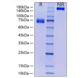 SDS-PAGE - Recombinant Human CD33 Protein (C-terminal Human Fc and His Tag) (A330322) - Antibodies.com