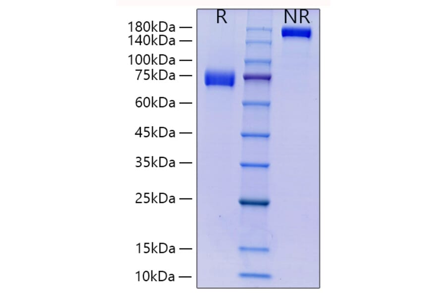 SDS-PAGE - Recombinant Human CD33 Protein (C-terminal Human Fc and His Tag) (A330322) - Antibodies.com