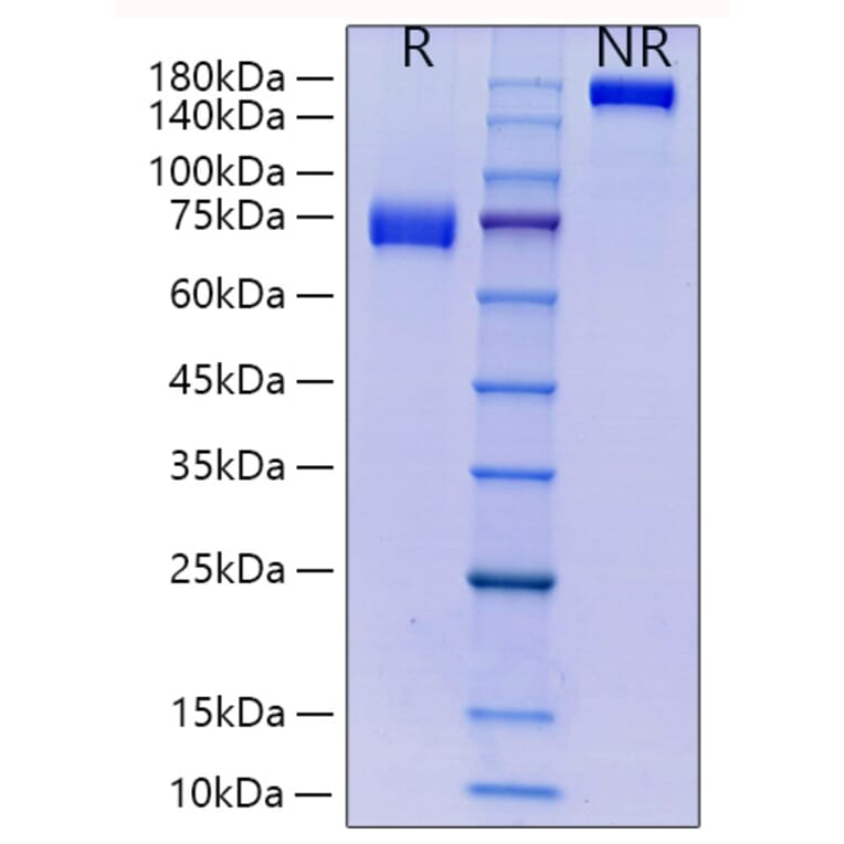 SDS-PAGE - Recombinant Human CD33 Protein (C-terminal Human Fc and His Tag) (A330322) - Antibodies.com