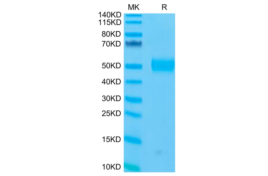 Tris-Bis PAGE - Recombinant Human CD33 Protein (C-terminal His and Avi Tag) (A330323) - Antibodies.com