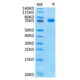 Tris-Bis PAGE - Recombinant Human CD33 Protein (C-terminal Human Fc Tag) (A330324) - Antibodies.com