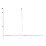 SEC-HPLC - Recombinant Human CD33 Protein (C-terminal Human Fc Tag) (A330324) - Antibodies.com