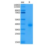 Tris-Bis PAGE - Recombinant Human CD40 Protein (Biotin) (C-terminal His and Avi Tag) (A330336) - Antibodies.com