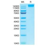 Tris-Bis PAGE - Recombinant Human CD45 Protein (C-terminal Human Fc Tag) (A330344) - Antibodies.com