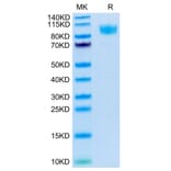 Tris-Bis PAGE - Recombinant Human CD45 Protein (C-terminal His and Avi Tag) (A330347) - Antibodies.com