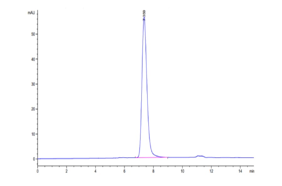 SEC-HPLC - Recombinant Human CD45 Protein (C-terminal His and Avi Tag) (A330347) - Antibodies.com