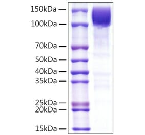 SDS-PAGE - Recombinant Human CD45 Protein (C-terminal Rabbit Fc Tag) (A330348) - Antibodies.com