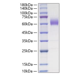 SDS-PAGE - Recombinant Mouse CD47 Protein (C-terminal Human Fc Tag) (A330351) - Antibodies.com