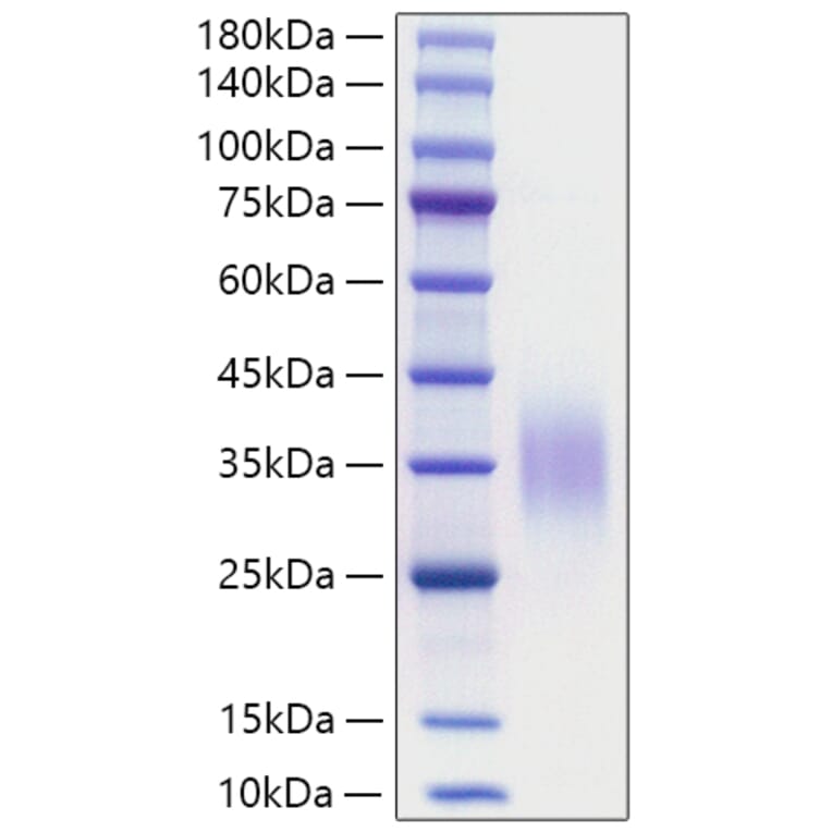 SDS-PAGE - Recombinant Mouse CD47 Protein (C-terminal His Tag) (A330352) - Antibodies.com