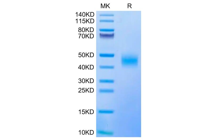 Tris-Bis PAGE - Recombinant Human CD47 Protein (Biotin) (C-terminal His and Avi Tag) (A330355) - Antibodies.com