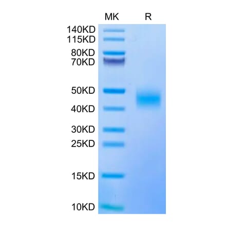 Tris-Bis PAGE - Recombinant Human CD47 Protein (Biotin) (C-terminal His and Avi Tag) (A330355) - Antibodies.com